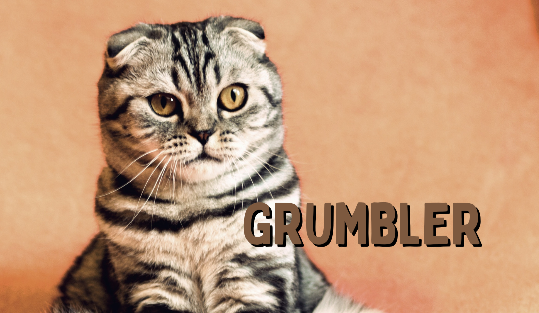 A grumpy cat with the title Grumbler